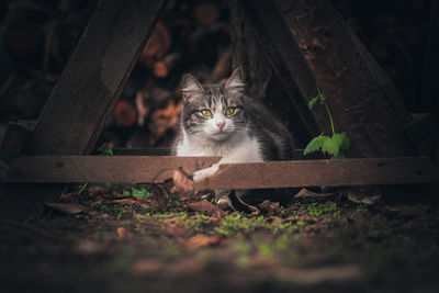 Portrait of cat seen through camera on land