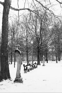 Bare trees against sky