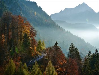 Panoramic view of trees in forest against sky during autumn