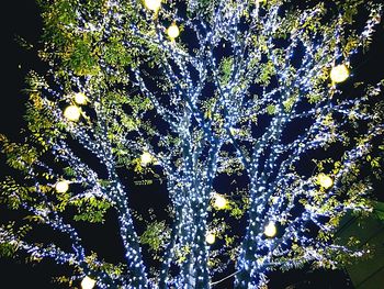 Low angle view of illuminated plants against trees