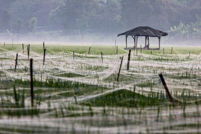 Blanketing the rice field ... halim perdanakusuma