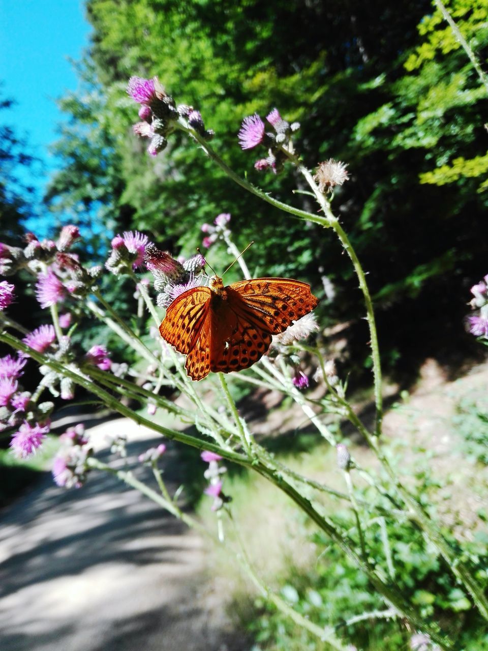 CLOSE-UP OF BUTTERFLY POLLINATING ON FRESH PURPLE FLOWER