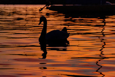 Silhouette of two ducks in lake