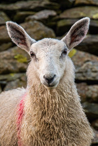 Portrait of a sheep standing beside an old stone wall in the english lake district