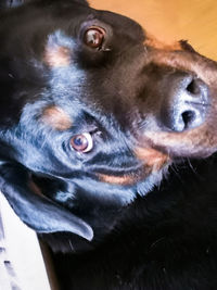 Close-up portrait of a dog