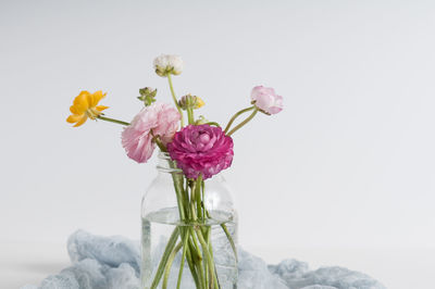 Close-up of pink flowers against white background