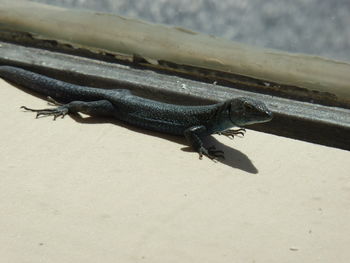 Close-up of grasshopper on a land