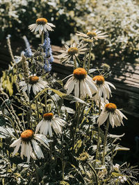 Close-up of wilted flowering plant