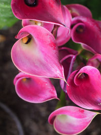 Close-up of pink flower