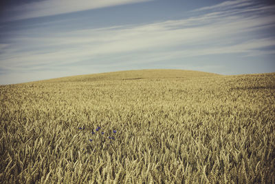 Scenic view of wheat field against sky