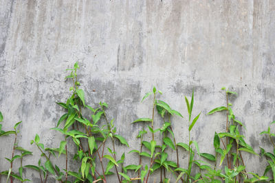 Close-up of plant growing on wall