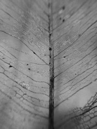 Close-up of wooden surface