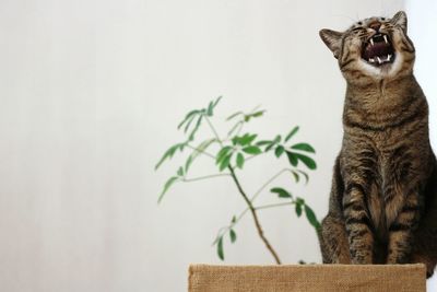 Cat looking away against wall at home