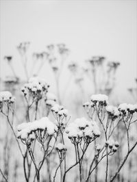 Close-up of flowers against blurred background