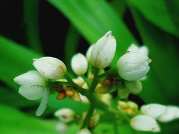 Close-up of white flowering plant