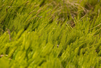 Full frame shot of palm leaves