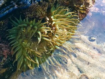 Close-up of coral in sea