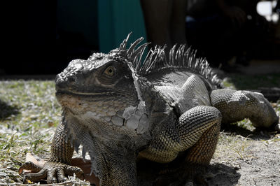 Close-up of lizard