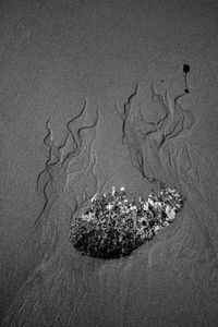 High angle view of starfish on beach