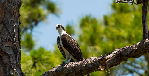 Osprey perching on tree branch