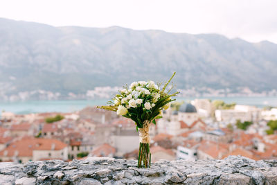 Close-up of flowering plant against mountain