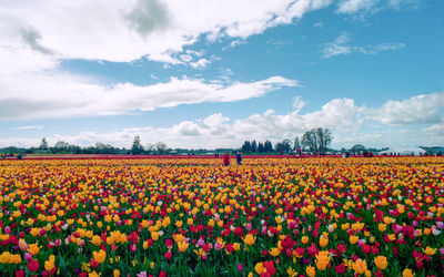 Scenic view of tulip field against sky