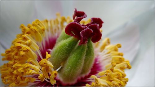 Close-up of flower blooming outdoors