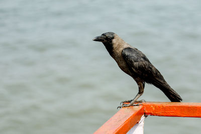 Close-up of bird perching on railing against sea