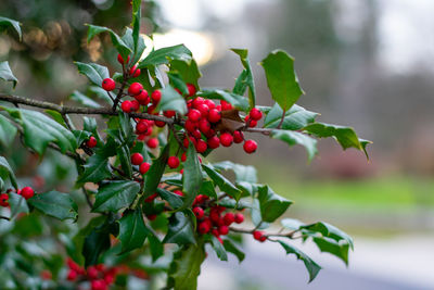 Close-up of red berries growing on tree