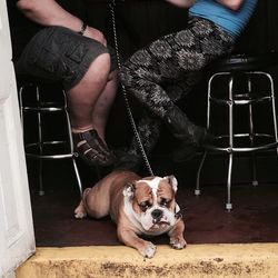 Low section of man with dog sitting on chair