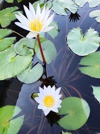 Close-up of lotus water lily blooming outdoors