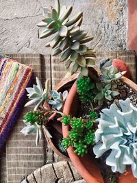 High angle view of potted plants