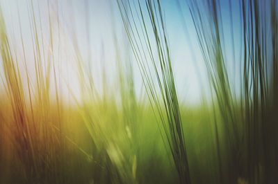 Close-up of plants in field