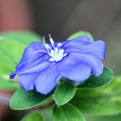 Close-up of purple flower blooming outdoors