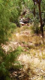 View of trees in forest