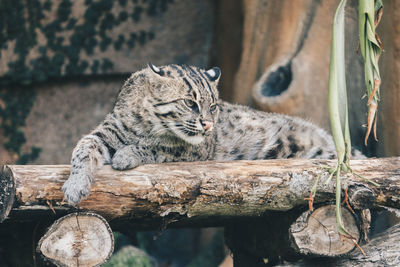 Cat relaxing on log in zoo