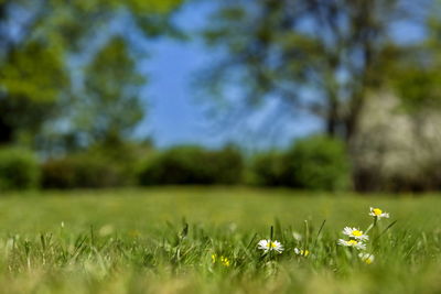 Close-up of flowering plants on field