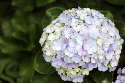 Close-up of purple hydrangea flowers