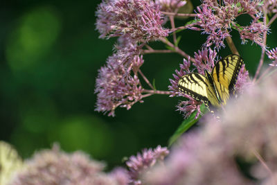 Close-up of butterfly pollinating on purple flower