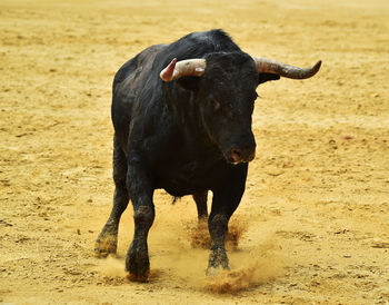 View of a horse on field