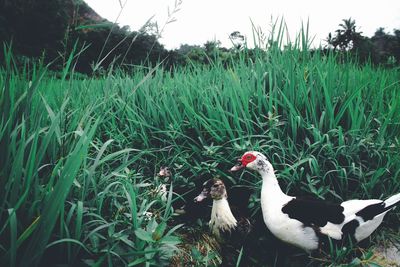 Duck on field