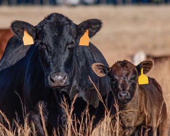 Portrait of an angus cow-calf pair with ear tags.