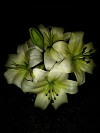 Close-up of flowers over black background