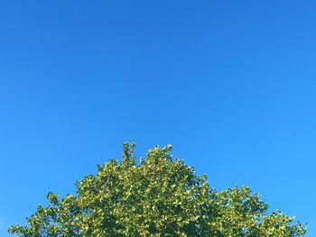 High section of tree against clear blue sky