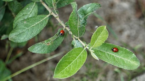 Close-up of ladybug on leaf