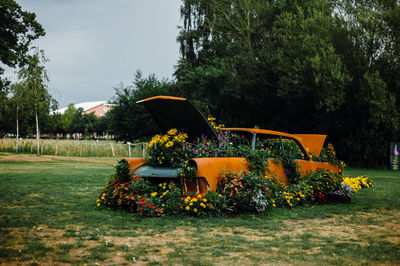 View of flowering plants in park