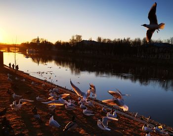 Birds swimming in lake during sunset