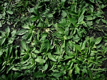 Full frame shot of fresh green leaves