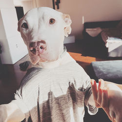 Portrait of dog holding camera at home