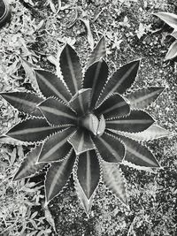 High angle view of succulent plant on field